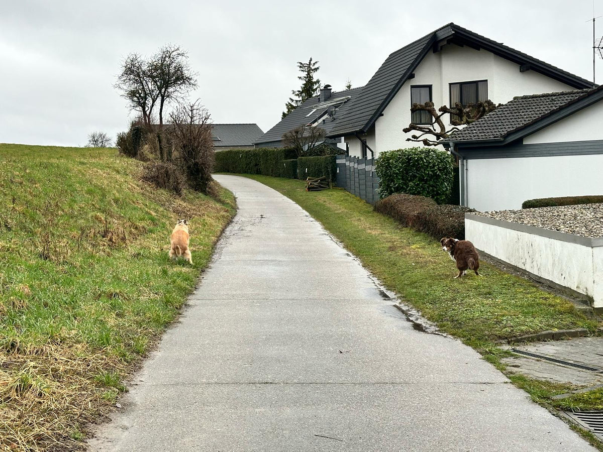 Giardien im Spätsommer und Herbst: Warum feuchtes Wetter dem Parasiten in die Hände spielt